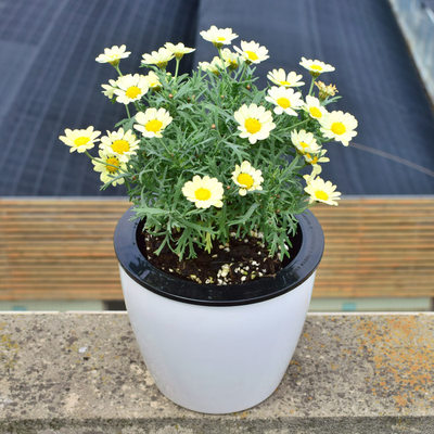 大盆糖果重瓣玛格丽特庭院阳台开花喜阳耐晒花卉盆栽植物木大春菊 虎窝淘