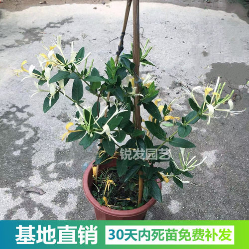 金银花树苗爬藤可食用泡茶药用阳台庭院绿植四季常青 - 图2