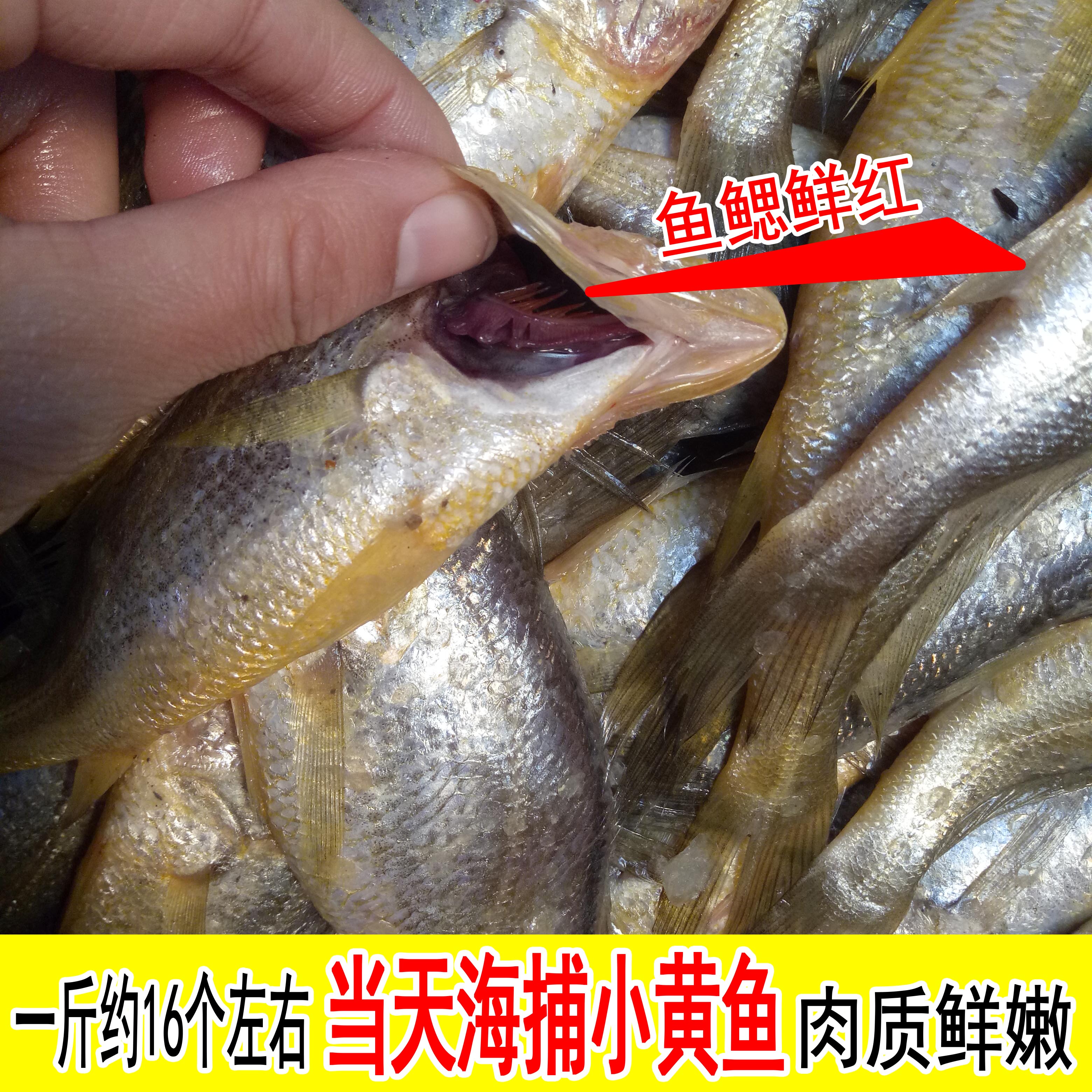 新鲜小黄花鱼12元/1斤一斤约16个 深海鱼宝宝辅食鲜活鱼海鲜水产 - 图2