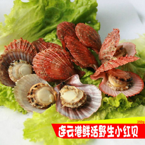 鲜活扇贝小红贝新鲜红扇贝海鲜水产烧烤贝类大扇贝蒜蓉粉丝贝 - 图0