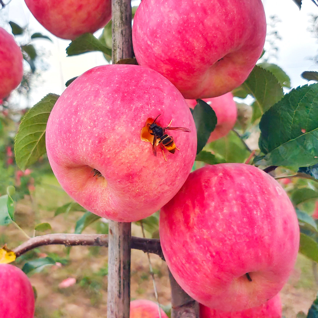 陕西彬州秦脆苹果应季新鲜水果苹果西农大培育苹果新品种秦脆苹果,淘宝优惠券,粉丝福利购,淘宝优惠卷