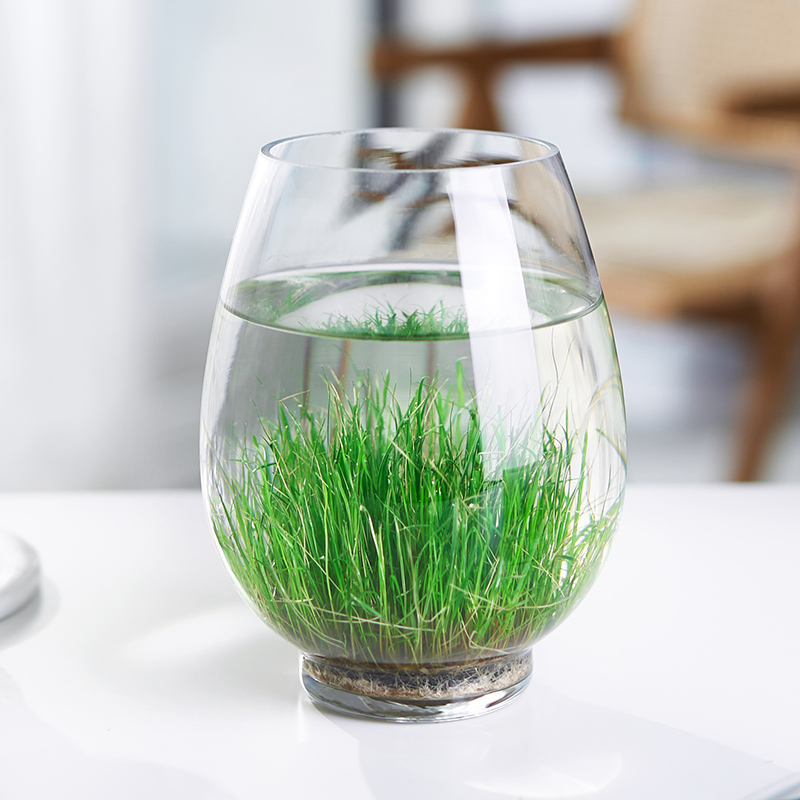 生态瓶玻璃插花瓶透明直筒大号水培种子植物水草缸鱼缸微景观diy