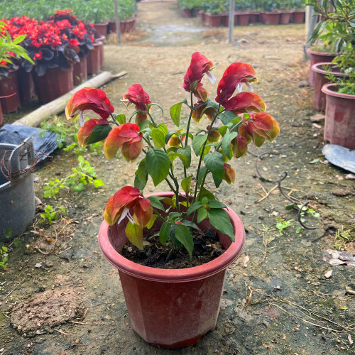 红虾花盆栽 虾衣花 红虾衣花 虾夷花 黄虾花 虾衣草 麒麟吐珠花卉 - 图0