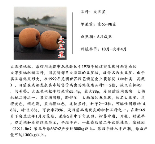 【大五星枇杷树苗】耐寒-7℃大果 5月下红砂黄肉红肉常绿枇杷苗 - 图0