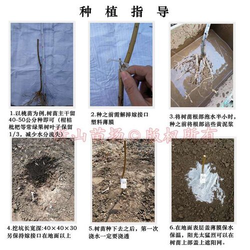 【新山苗场】果树苗补发备注品种数量特殊品种定制 - 图0