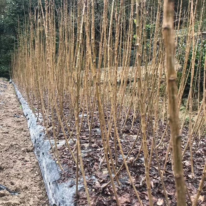 【五月脆李苗】凤凰李6月早熟脆甜离核丰产易管理紫色李子树苗,淘宝优惠券,粉丝福利购,淘宝优惠卷