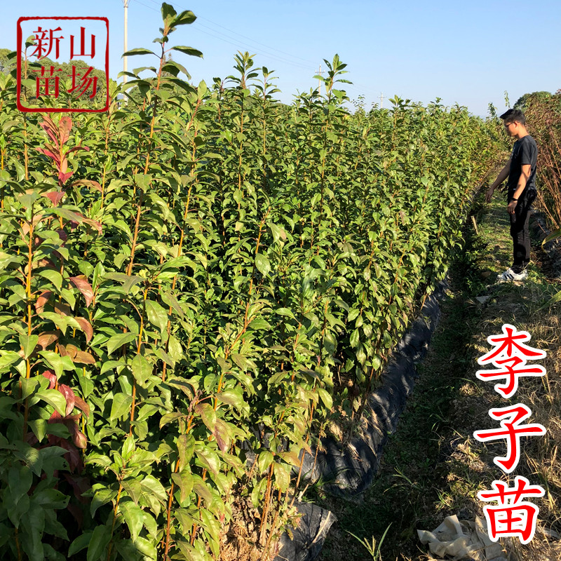 【李子树苗】嵊州桃形李蜂糖李桐乡槜李黑布林红心五月脆奈李苗,淘宝优惠券,粉丝福利购,淘宝优惠卷