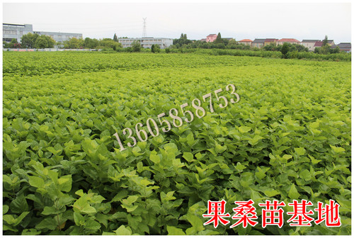 【香金葚果桑苗】新品种果桑树苗黄金香葚台湾白长果桑椹树苗基地 - 图2