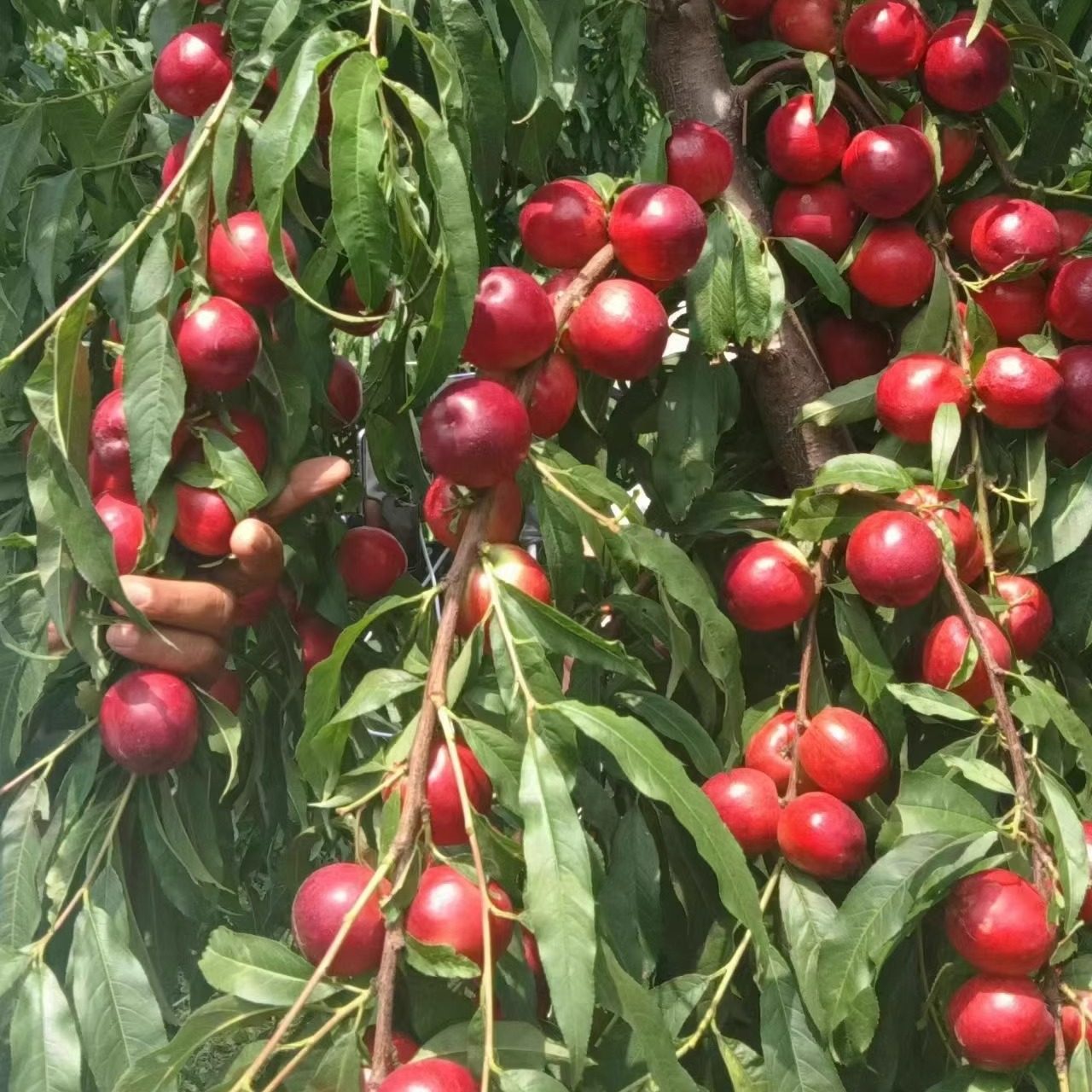 【中油珠玉桃苗】早熟小糖丸白肉迷你珍珠油0枣油桃38号桃子树苗,淘宝优惠券,粉丝福利购,淘宝优惠卷