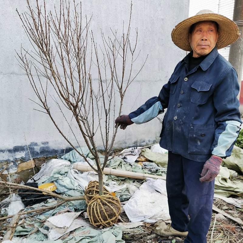李子小树蜂糖李槜李黄金奈李嵊州桃形李树苗嫁接多年带土球,淘宝优惠券,粉丝福利购,淘宝优惠卷
