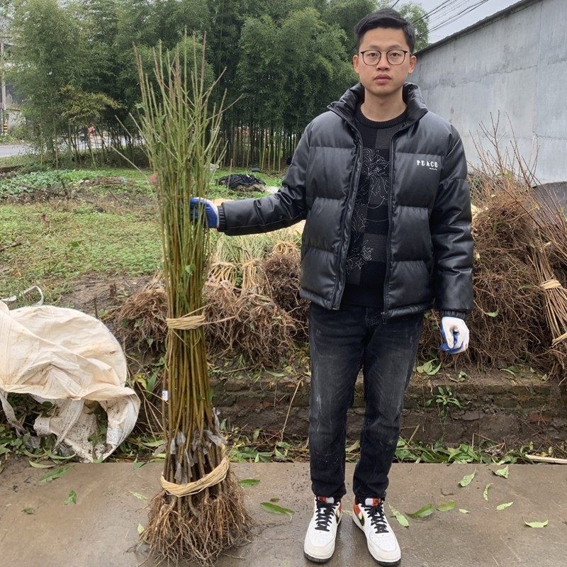 【圆梦桃苗】宁波奉化水蜜桃研究所新品种南北可种水蜜桃子树苗,淘宝优惠券,粉丝福利购,淘宝优惠卷