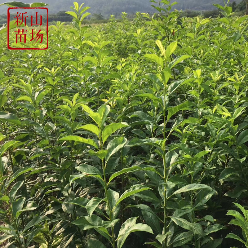 【李子树苗】嵊州桃形李蜂糖李桐乡槜李黑布林红心五月脆奈李苗,淘宝优惠券,粉丝福利购,淘宝优惠卷