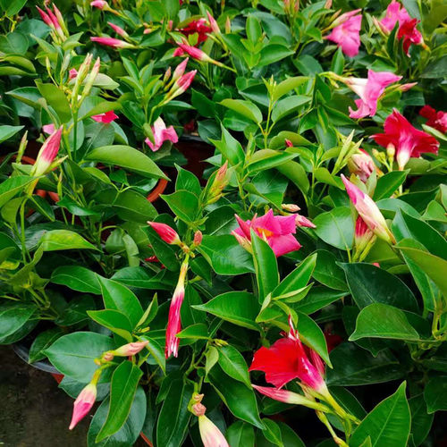 飘香藤带花苞四季开花盆栽双喜藤爬墙花卉植物室内客厅好养活 - 图1