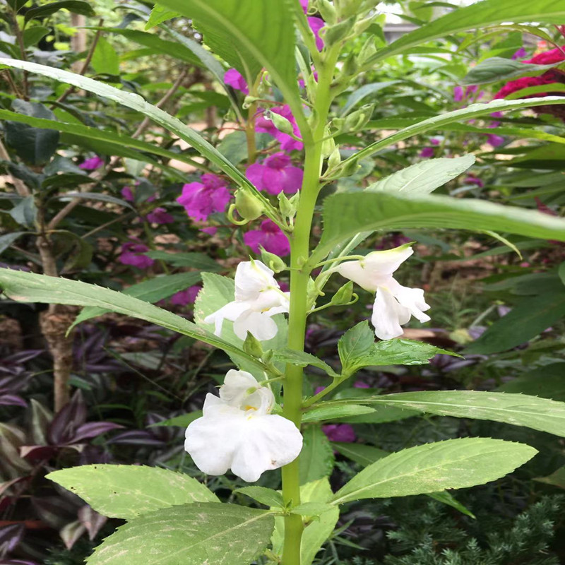 凤仙花种子盆栽花草四季指甲花籽室内阳台植物花卉绿植园艺花种子