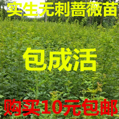 实生无刺蔷薇苗人参根棒棒糖爬藤欧月花卉盆栽嫁接砧木树桩子月季-图0