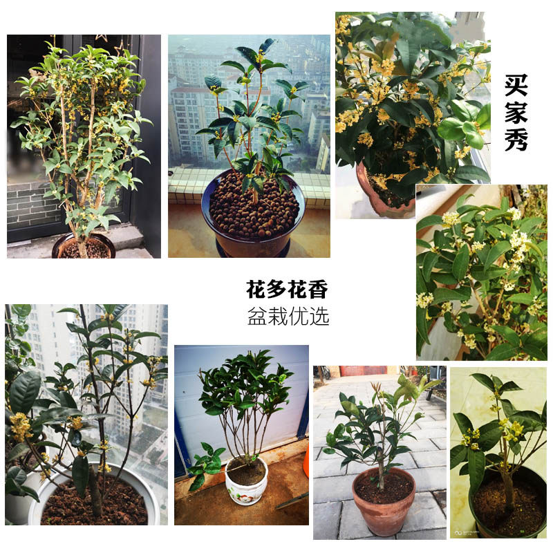 天香台阁桂花树苗小盆栽四季月月桂矮化株老桩室内外耐寒花卉绿植,淘宝优惠券,粉丝福利购,淘宝优惠卷