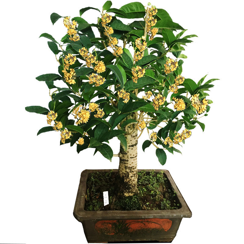 天香台阁桂花树苗小盆栽四季月月桂矮化株老桩室内外耐寒花卉绿植,淘宝优惠券,粉丝福利购,淘宝优惠卷