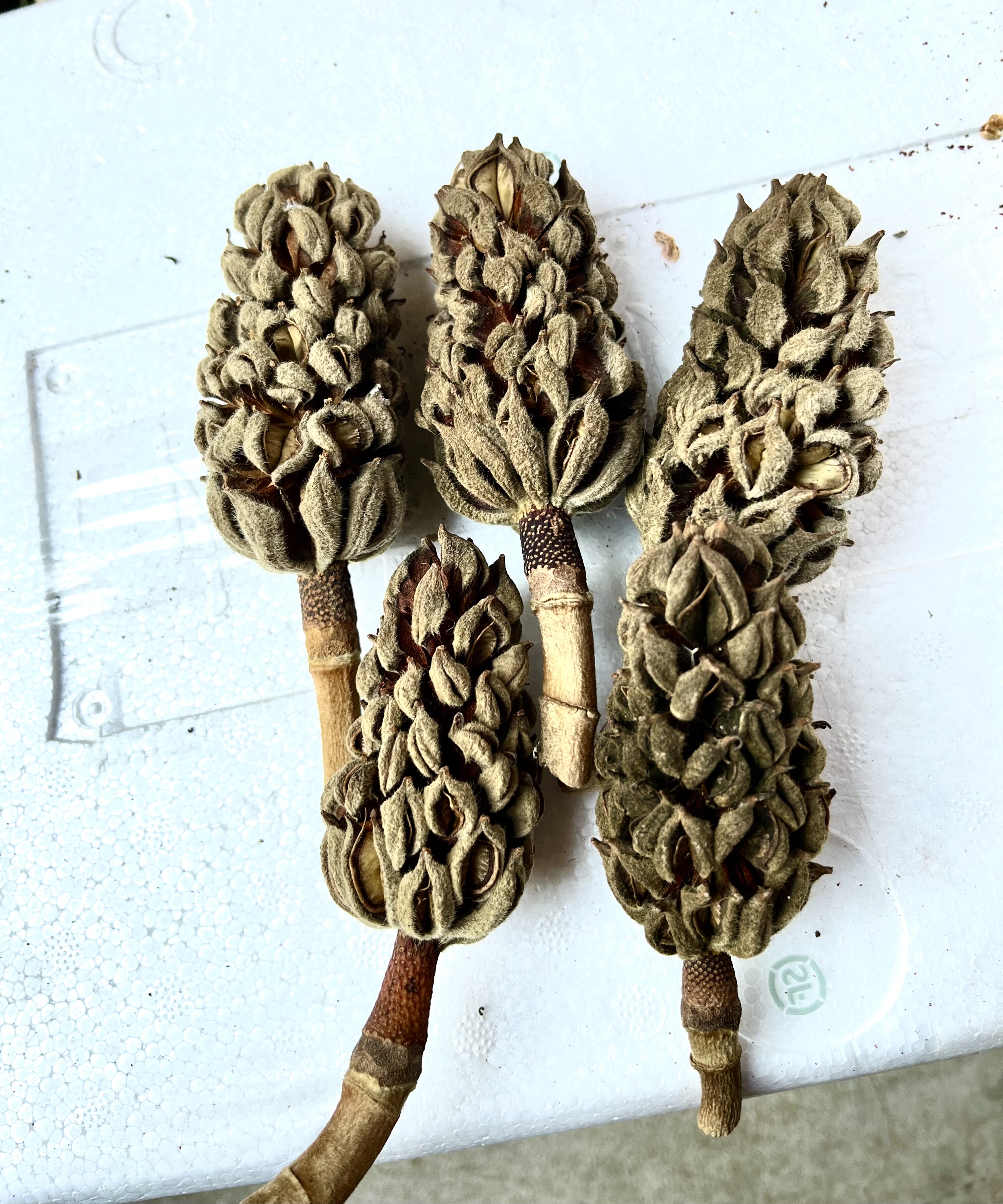 客厅干花松塔干花花束 森系DIY材料包 家居装饰摆件摄影道具标本,淘宝优惠券,粉丝福利购,淘宝优惠卷