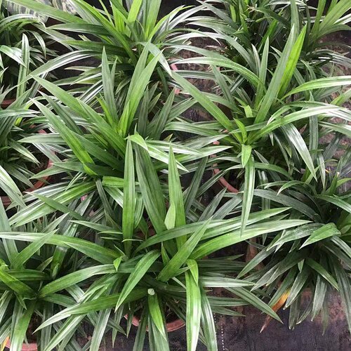 香兰叶斑斓叶班兰叶盆栽可食用香料植物四季常青绿植客厅阳台美观 - 图2