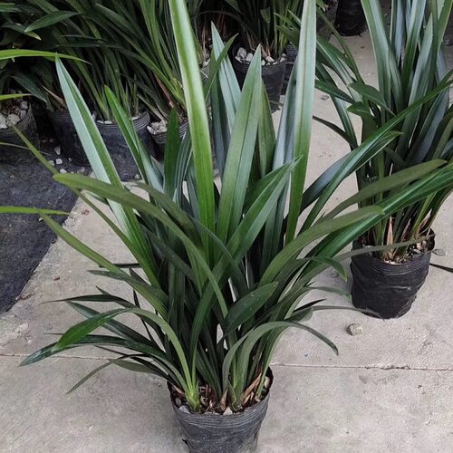 A级/建兰/墨兰盆栽企黑兰花苗室内花卉盆景浓香植物客厅兰草绿植 - 图2