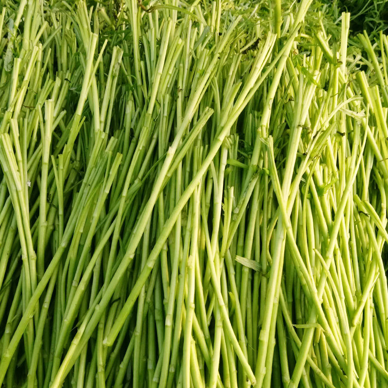 藜蒿别名,藜蒿茼蒿,藜蒿(第8页)_大山谷图库