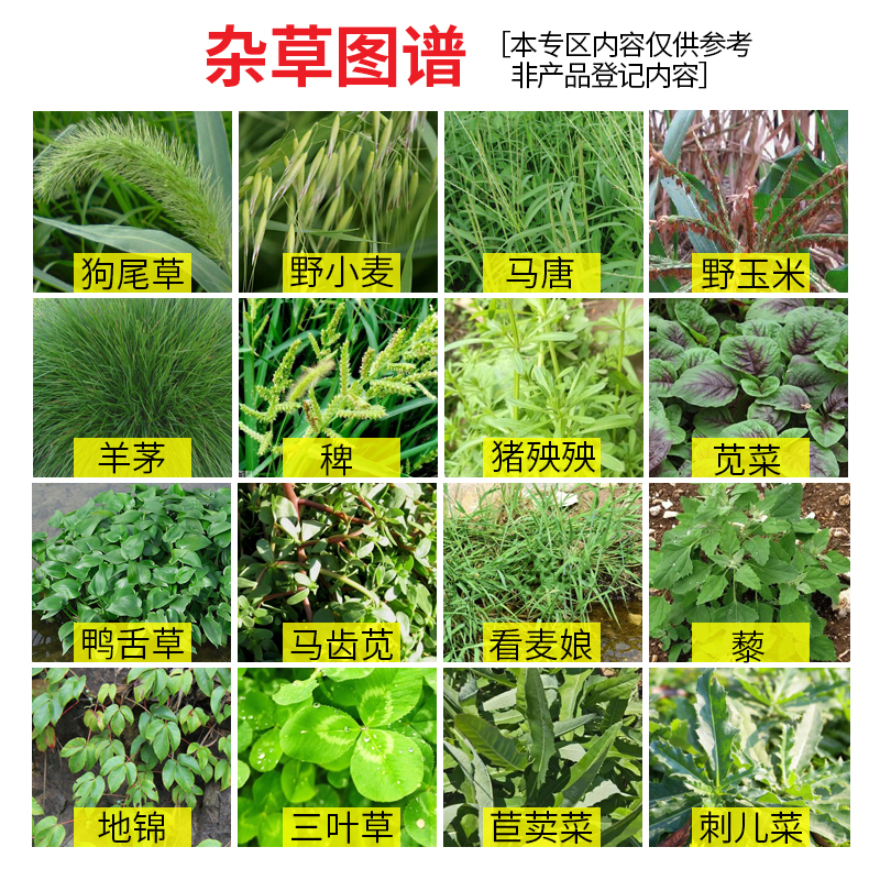 精草铵磷铵盐安胺膦正品草先煌除草烂根剂柑橘园牛筋草小飞蓬杂草 - 图2