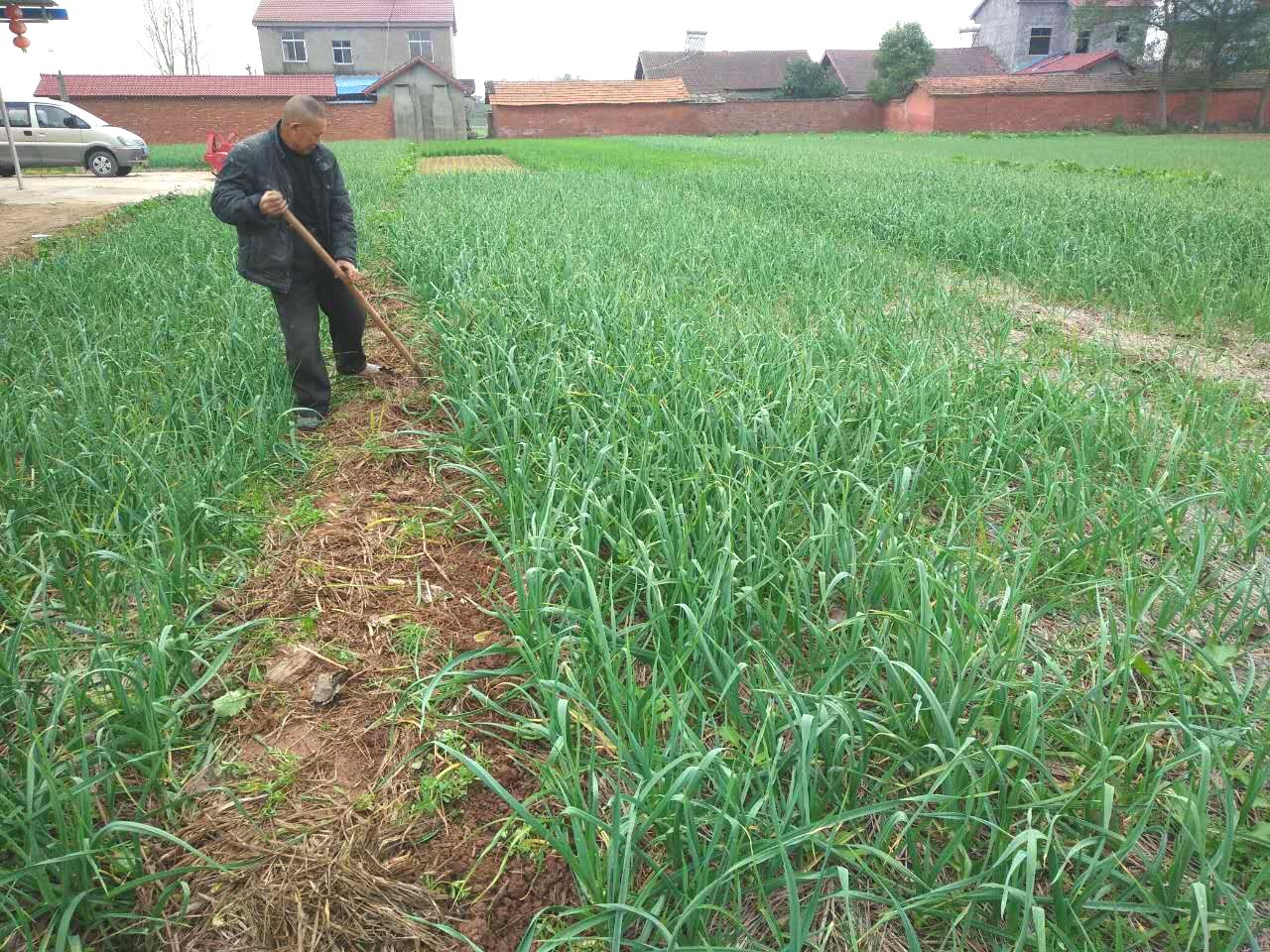 金牌卖家现货湖北自种新鲜本地嫩蒜苗青蒜苗红皮蒜苗带泥发货 - 图2