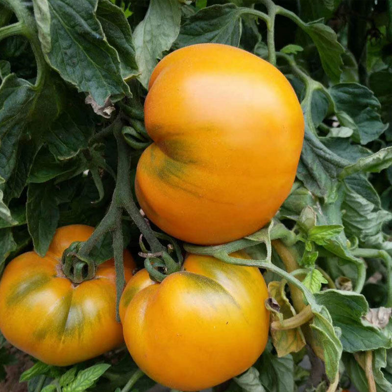 内蒙古五原县沙瓤大黄柿子新鲜黄色西红柿6斤超甜黄金籽大果番茄,淘宝优惠券,粉丝福利购,淘宝优惠卷