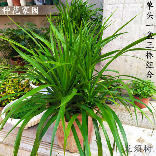 龙血树盆栽 室内客厅大型绿植 水培花卉龙铁树 庭院常绿盆景花卉 - 图2