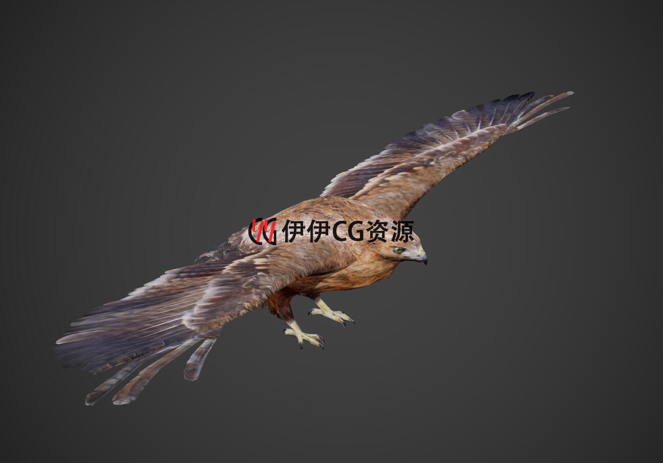 3DMax动物模型3D模型老鹰Eagle雄鹰大雕鹰苍鹰FBX动画文件3D飞行 - 图0