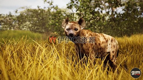 UE4虚幻5 Animalia- Spotted Hyena(male)写实公斑鬣狗模型-图0