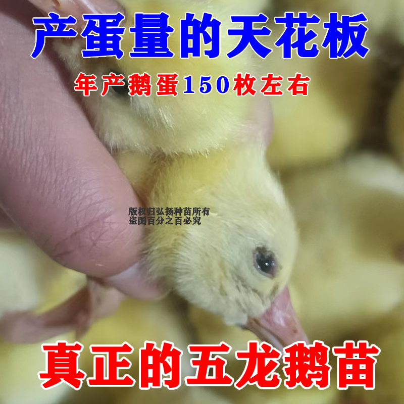宠物蛋鹅苗小种鹅活苗五龙鹅豁眼鹅百子鹅苗活体养殖厂家直发包邮,淘宝优惠券,粉丝福利购,淘宝优惠卷