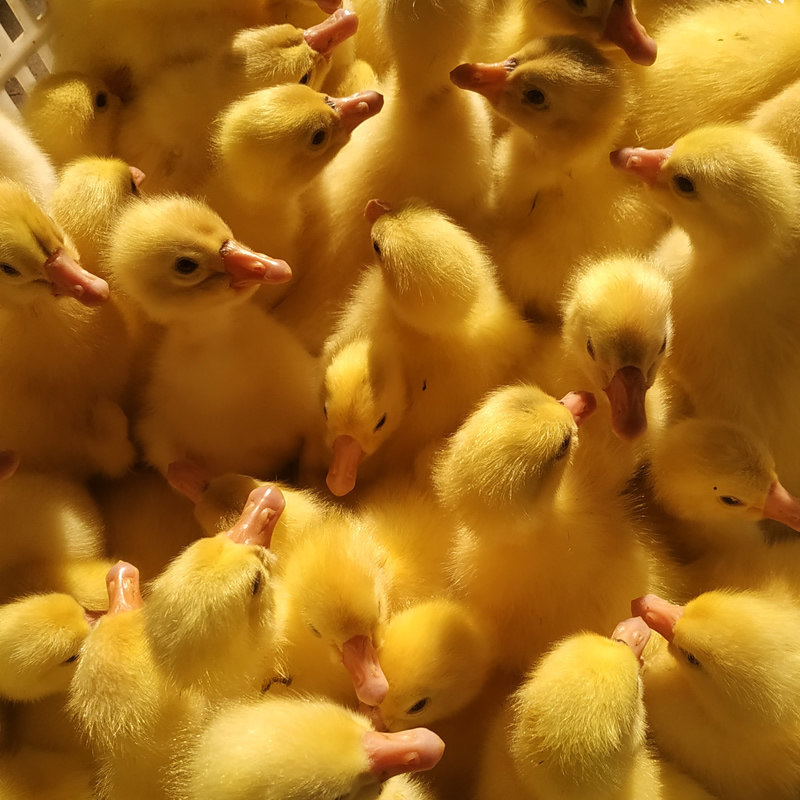 宠物蛋鹅苗小种鹅活苗五龙鹅豁眼鹅百子鹅苗活体养殖厂家直发包邮,淘宝优惠券,粉丝福利购,淘宝优惠卷