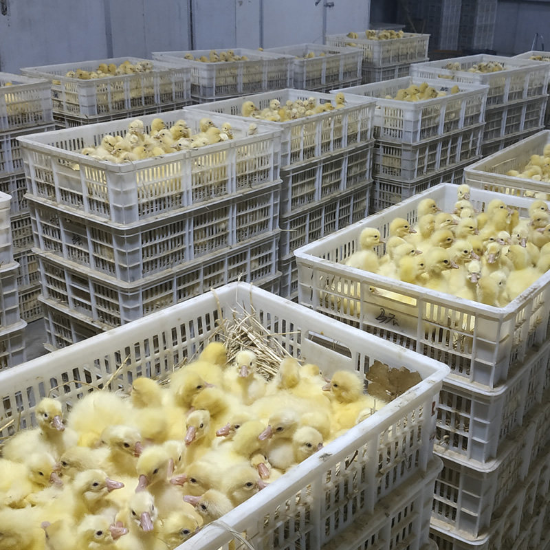 宠物蛋鹅苗小种鹅活苗五龙鹅豁眼鹅百子鹅苗活体养殖厂家直发包邮,淘宝优惠券,粉丝福利购,淘宝优惠卷