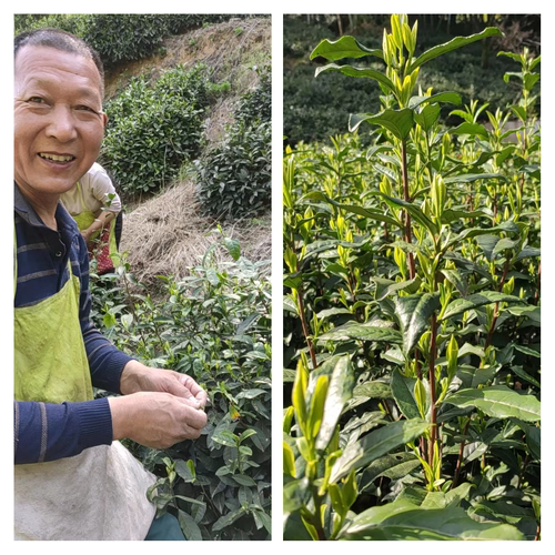 2023新茶大化坪霍山黄芽原产地雨前高山云雾有机口粮黄茶绿茶250g