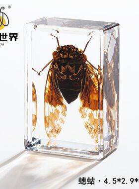 真实昆虫树脂标本幼儿园教学礼盒