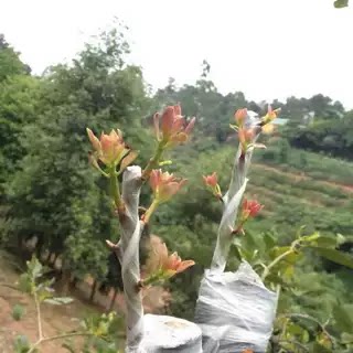 枣树嫁接枝条 蟠枣  冬枣 葫芦枣龙枣茶壶枣接穗枣树 接芽 - 图1