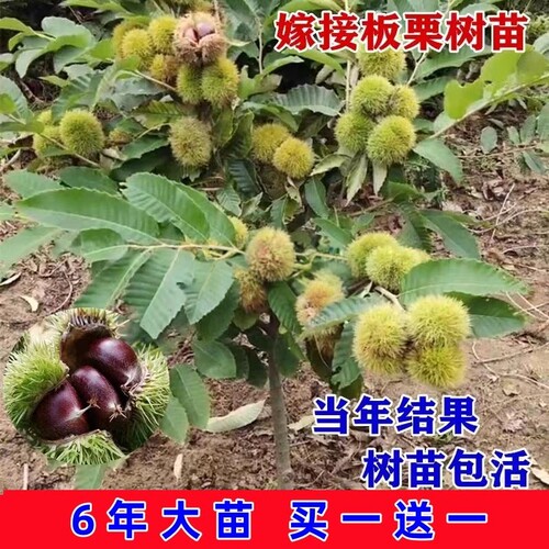 板栗苗树大红袍油栗当年结果南方北方种植盆栽地栽特大果嫁接树苗 - 图1
