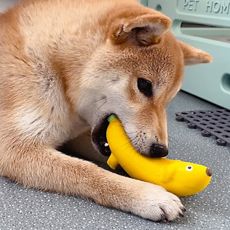 Qmonster香蕉狗宠物玩具水果造型狗玩具磨牙发声耐咬洁齿小中型犬 - 图0