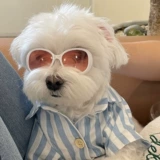 Неоновые солнцезащитные очки, аксессуары на солнечной энергии, домашний питомец, кот