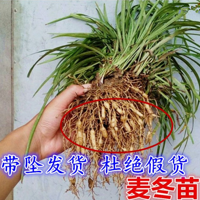 天然野生麦冬苗药用麦冬苗块根中药麦冬苗食用庭院植物绿化工程苗-图1