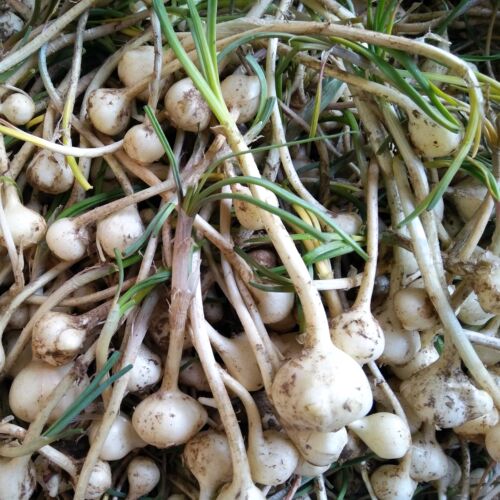 26年新货现挖小根蒜大脑瓜野生新鲜大脑蹦浸没菜山野蒜葱5斤包邮 - 图1