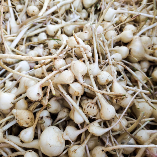 26年新货现挖小根蒜大脑瓜野生新鲜大脑蹦浸没菜山野蒜葱5斤包邮 - 图0