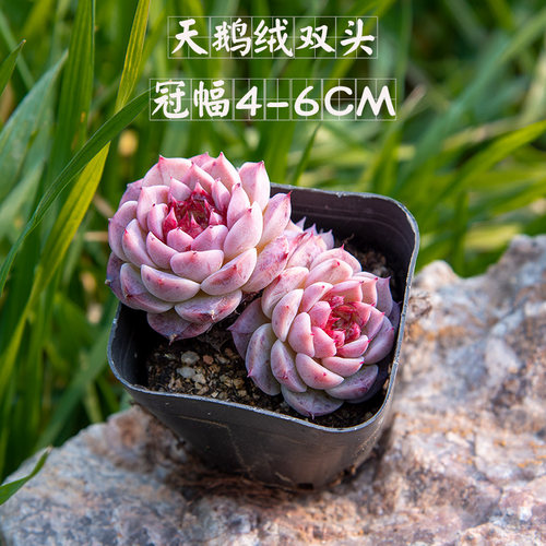 多肉植物盆栽室内办公室阳台桌面小绿植花卉好养带土招财越晒越红 - 图2