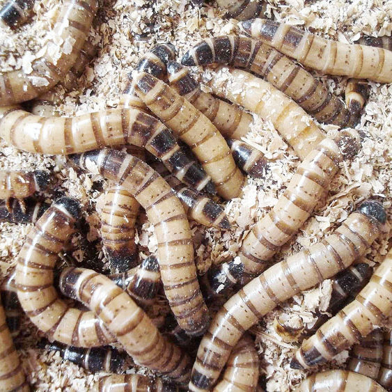 大麦虫活虫营养高蛋白 龙鱼守宫刺猬蜘蛛蝎子仓鼠活体宠物龟饲料,淘宝优惠券,粉丝福利购,淘宝优惠卷