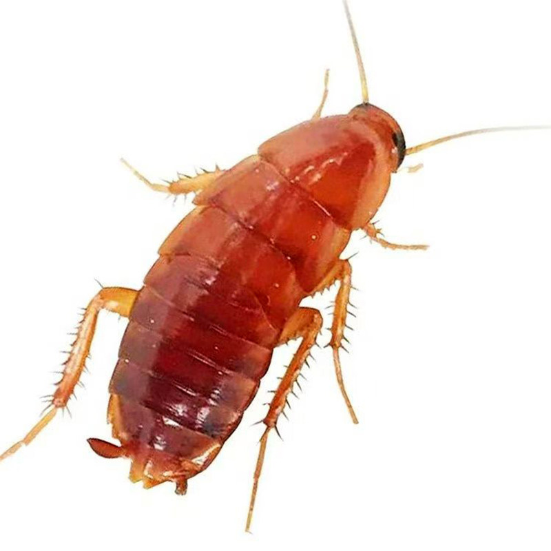 杯装樱桃蟑螂活虫饲料幼体蜥蜴角蛙守宫乌龟龙鱼活体饵饲料包活,淘宝优惠券,粉丝福利购,淘宝优惠卷