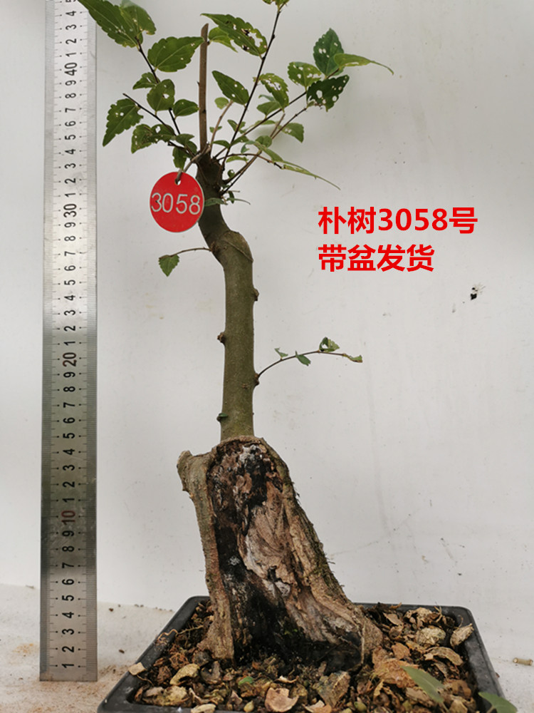 朴树相思树盆景紫檀盆栽绿植盆景一举多得型象形式 - 图1