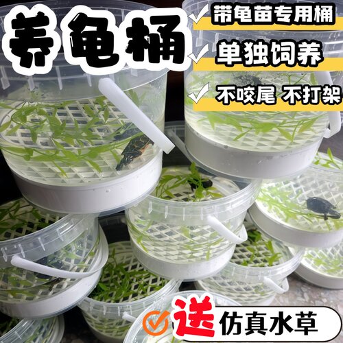 养龟苗桶透明加厚塑胶桶养龟带小龟苗盒适用于小龟苗单独隔离盒新 - 图0