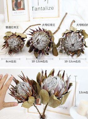 帝王干花公主南非霸王花高端干花材家居店铺装饰插花橱窗陈设
