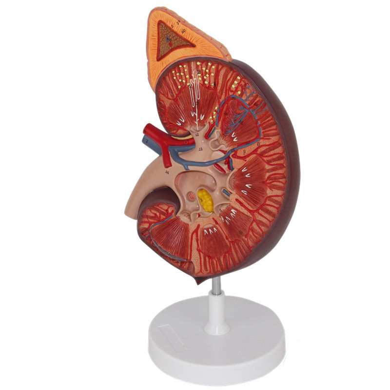肾脏模型肾上腺泌尿器官医用解剖教学肾结构血管人体内脏仿真医模 - 图3